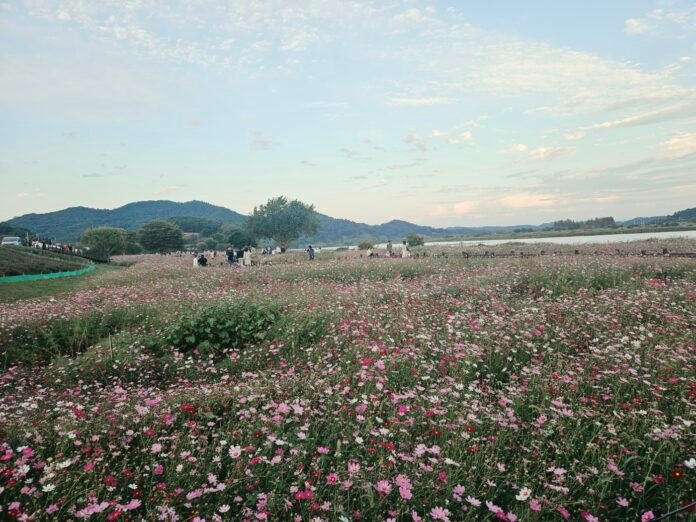 가을 향기 물씬”... 무안몽탄면, ‘2026 식영정 코스모스축제’ 성황리개최